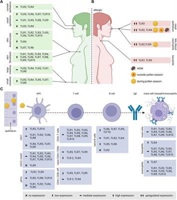 When the allergy alarm bells toll: The role of Toll-like receptors in allergic diseases and treatment